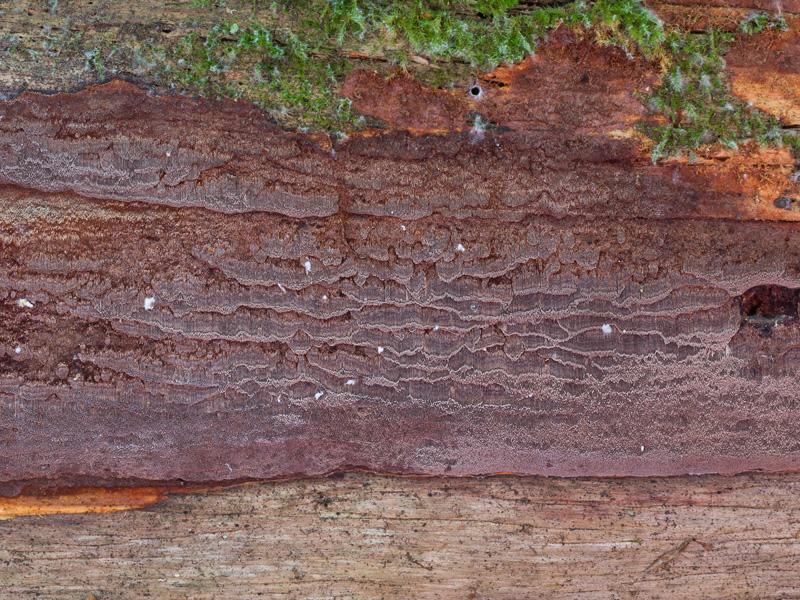 Phellinus ferrugineofuscus